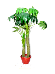 Rubrum Planter