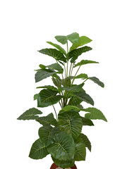 Aravaili Plant