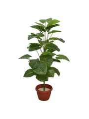 Aravaili Plant