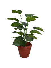 Lincoln Pot