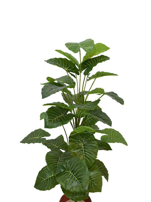 Aravaili Plant