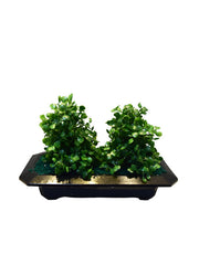 Rolf Tree Planter