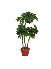 Corte Planter